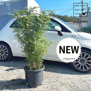 y^cz V}glRiF^j 12 F vX`bN 1 iF150cmj Fraxinus griffithii