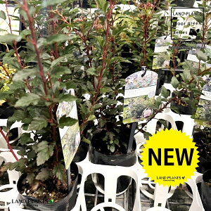 e}VcPigW[J[j 3 |bgc 1 AJe}VcP VcP ubN Physocarpus opulifolius 'Little Joker'