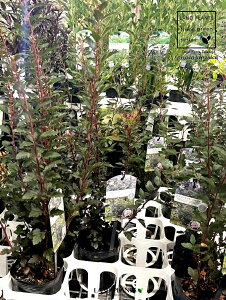 yP[X̔F24z e}VcPigW[J[j 3 |bgc 24 AJe}VcP VcP ubN Physocarpus opulifolius 'Little Joker'