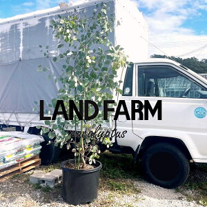 ユーカリ・ポポラス(巨木:現品No.328) 15号 黒色 プラスチック鉢 1鉢 (高さ:190cm) Eucalyptus