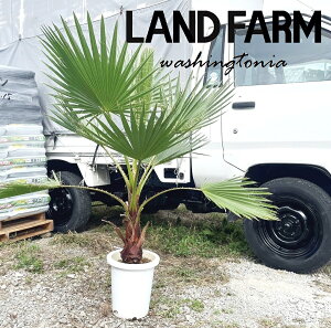 ViVgVj 8 vX`bN 1 V̖ p[c[ ILiV VgjAp[ Washingtonia filifera
