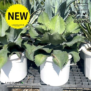 AKxiFiiVj 10 vX`bN 1 E[c ̗㗖 㗖 Agave americana