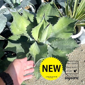 AKxiFiiVj 10 vX`bN 1 E[c ̗㗖 㗖 Agave americana