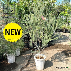 OrAiJ^XE_XeB[O[j 10 vX`bN 1 OrA_XeB[O[ J^X TCh{guV nSmL OBA Calothamnus Quadrifidus