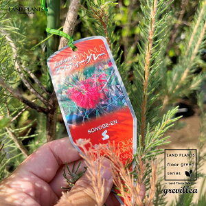 OrAiJ^XE_XeB[O[j 10 vX`bN 1 OrA_XeB[O[ J^X TCh{guV nSmL OBA Calothamnus Quadrifidus