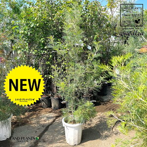 OrAis[`N[j 10 vX`bNc 1 }KV ϊΎi|4/ڈj OBA s[`YAhN[ Grevillea ePeaches and Creamf