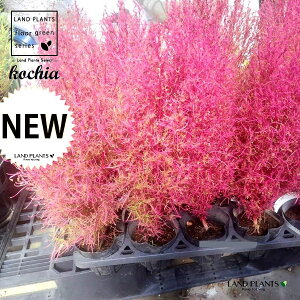 RLAiقj 3 |bgc 1 zELM zEL\E ⴑ ⴖ @ ⴑ Kochia scoparia