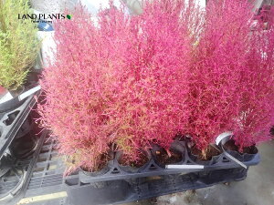 yP[X̔F15z RLAiقj 3 |bgc 15 zELM zEL\E ⴑ ⴖ @ ⴑ Kochia scoparia