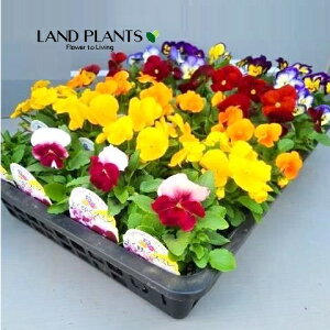 yP[X̔F24z pW[iNTNX~j iFF܂j 3 |bgc 24 veBVg Pansy Viola X wittrockiana