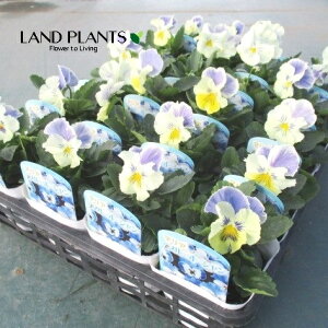 yP[X̔F24z pW[i}AEu[I[Vj iFF܂j 3.5 |bgc 24 pW[~J` ~J` Pansy Viola X wittrockiana