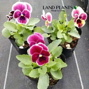 yP[X̔F40z pW[i炭Ev`O[Xj iFF܂j 3 |bgc 40 pW[C`S` C`S` 䕂 Pansy Viola X wittrockiana