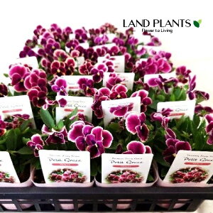 yP[X̔F24z pW[i炭Ev`O[Xj iFF܂j 3.5 |bgc 24 pW[C`S` C`S` 䕂 Pansy Viola X wittrockiana