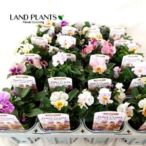 yP[X̔F20z pW[iyNAj iFF܂j 3.5 |bgc 20 pW[؃NA Pansy Viola X wittrockiana