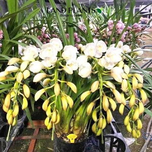 VrW[iTLAiCjA[`d 7 vX`bNc 1 VrWETLAiC  Ӓ m Vr CYM Cymbidium