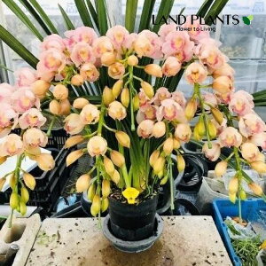 VrW[iNX^n[gERC\jA[`d 7 vX`bNc 1 VrWENX^n[gRC\  Ӓ m Vr CYM Cymbidium