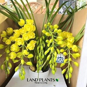 VrW[iS[hNC[jA[`d 7 vX`bNc 1 VrWES[hNC[  Ӓ m Vr CYM Cymbidium