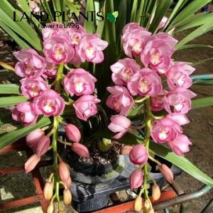 VrW[itNXPjA[`d 7 vX`bNc 1 VrWEtNXP  Ӓ m Vr CYM Cymbidium