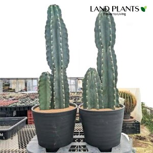 T{e iT{eFSʊpj 8 F ZA[g 1 cactus