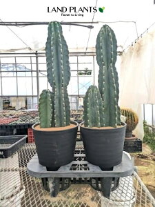 yP[X̔F2z T{e iT{eFSʊpj 8 F ZA[g 2 cactus