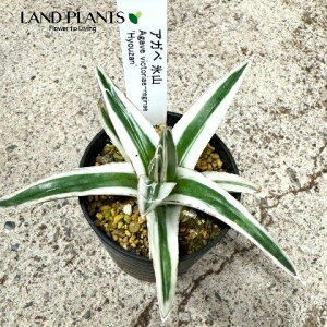 アガベ(氷山:ヒョウザン)Sサイズ 2.5号 プラスチック苗 1鉢 Agave