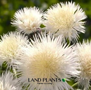 Zg[AiCyAuCgj 3.5 |bgc 1 O}MN ԋe ZgA Centaurea