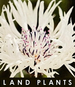 Zg[Ain[j[j i3FF܂j 3.5 |bgc 3 O}MN ԋe ZgA Centaurea