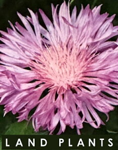 Zg[Ain[j[j i3FF܂j 3.5 |bgc 3 O}MN ԋe ZgA Centaurea