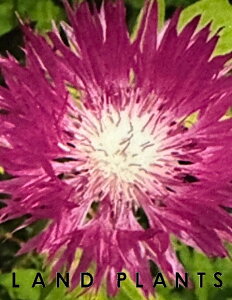 Zg[Ain[j[j i3FF܂j 3.5 |bgc 3 O}MN ԋe ZgA Centaurea
