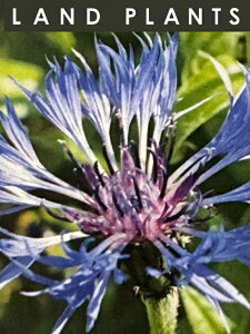 Zg[Ain[j[j i3FF܂j 3.5 |bgc 3 O}MN ԋe ZgA Centaurea