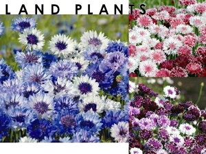 yP[X̔F24z Zg[AiNVbNj i3FF܂j 3.5 |bgc 24 O}MN ԋe ZgA Centaurea