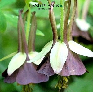 I_}Li`R[g\W[j 3.5 |bgc 1 O}MN ԋe ZgA Aquilegia viridiflora 'Chocolate Soldier'