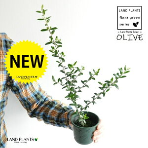 I[uc iXƐLтj 3.5 vX`bN 1 OLIVE
