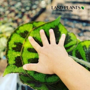 bNXxSjAi}\jA[iE}N[^j 5 vX`bN 1 sxSjAARPCxSjA Begonia