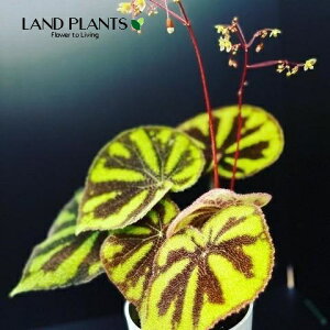 yP[X̔F6z bNXxSjAi}\jA[iE}N[^j 5 vX`bN 6 sxSjAARPCxSjA Begonia