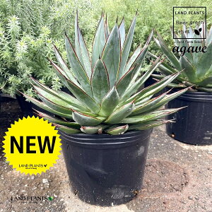 AKxiu[O[j 8 |bgc 1 Agave hyb. 'Blue Glow'