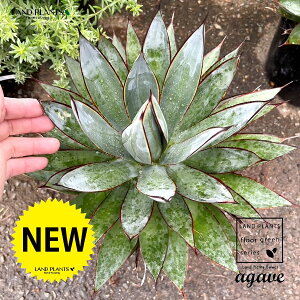 AKxiu[O[j 8 |bgc 1 Agave hyb. 'Blue Glow'
