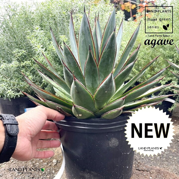 楽天市場】アガベ（ブルーグロー） 8号 ポット苗 1鉢 Agave hyb. 