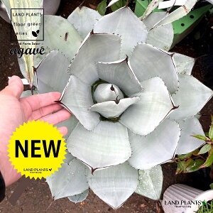 AKxigJ[^j 8 |bgc 1 AKxEp[ gJ[^ pBpB gJ[^ gJ[^ Agave parryi var. truncata