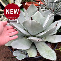 楽天市場】アガベ パリートルンカータ（観葉植物｜花・観葉植物）：花 