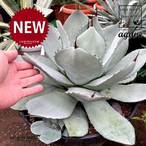 AKxigJ[^j 8 |bgc 1 AKxEp[ gJ[^ pBpB gJ[^ gJ[^ Agave parryi var. truncata