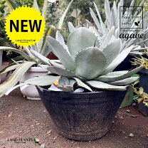 楽天市場】アガベ パリー（高さ（植物）～ 70.9cm）の通販