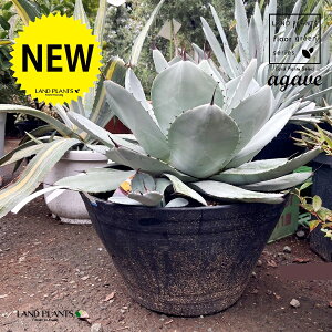 AKxigJ[^j 8 |bgc 1 AKxEp[ gJ[^ pBpB gJ[^ gJ[^ Agave parryi var. truncata