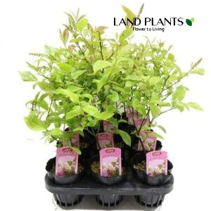 yP[X̔F28z RomYCiiREE{Nj 3 |bgc 28 Itea virginica L.