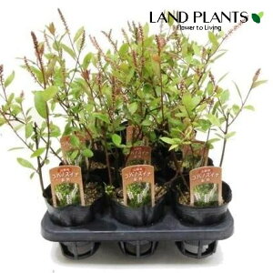 yP[X̔F15z RomYCiixjoiFgԁj 3 |bgc 15 gԃRomYCi Itea virginica L.