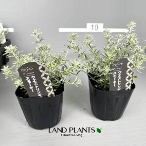 EGXgMAiX[L[zCgj1 3 |bgc 1   I[XgA[Y}[ Westringia Coastal rosemary,Australian rosemary
