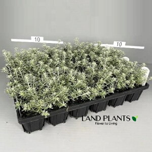 yP[X̔F24z EGXgMAiX[L[zCgj24 3 |bgc 1   I[XgA[Y}[ Westringia Coastal rosemary,Australian rosemary