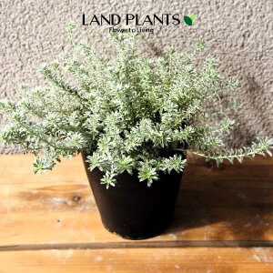 EGXgMAiX[L[zCgj1 5 |bgc 1   I[XgA[Y}[ Westringia Coastal rosemary,Australian rosemary