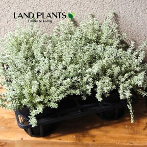 yP[X̔F5z EGXgMAiX[L[zCgj1 5 |bgc 5   I[XgA[Y}[ Westringia Coastal rosemary,Australian rosemary