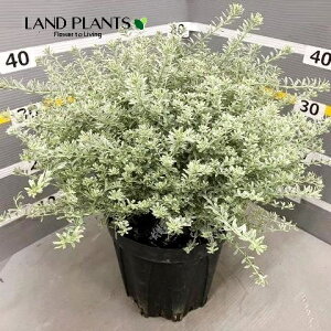 EGXgMAiX[L[zCgj1 7 |bgc 1   I[XgA[Y}[ Westringia Coastal rosemary,Australian rosemary