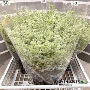 yP[X̔F3z EGXgMAiX[L[zCgj 7 |bgc 3   I[XgA[Y}[ Westringia Coastal rosemary,Australian rosemary